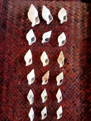 Lotto conchiglie marine poco comuni 15 pezzi