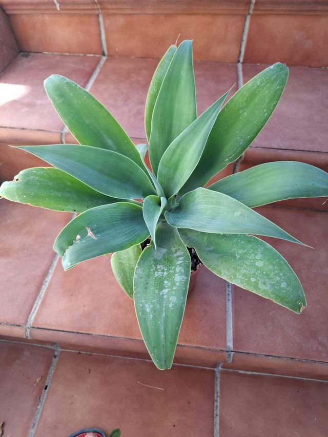 Maceta con 3 plantas Cuello de Cisne
