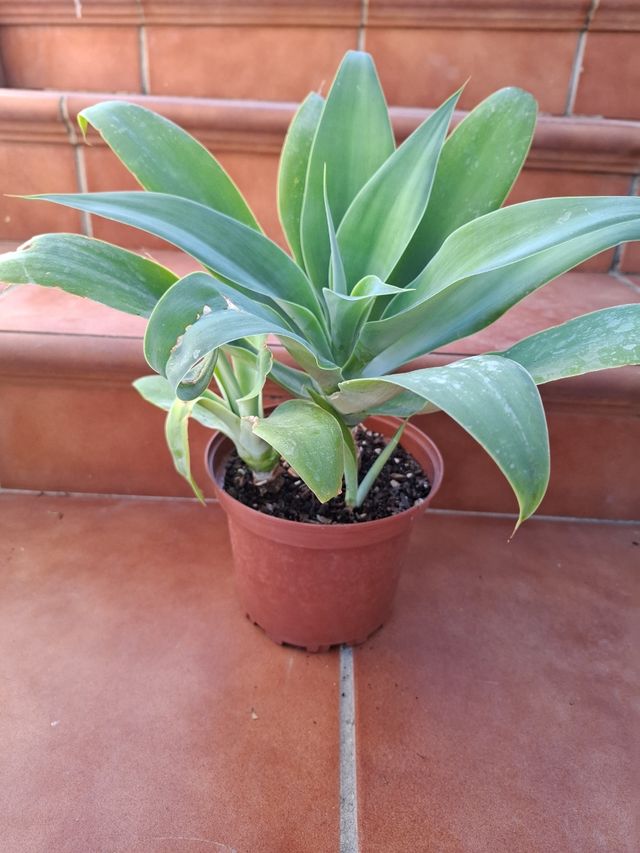 Maceta con 3 plantas Cuello de Cisne