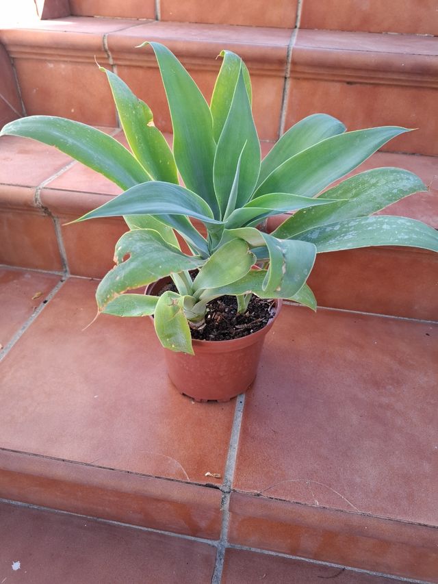 Maceta con 3 plantas Cuello de Cisne