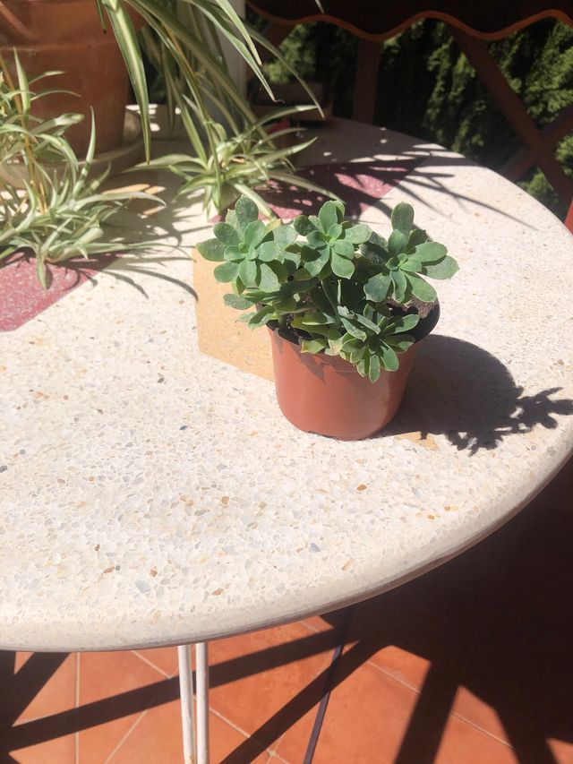 Planta sedum palmeri