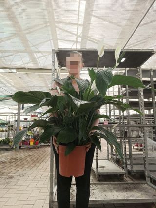 Spathiphyllum Sweet Lauretta Vaso 24