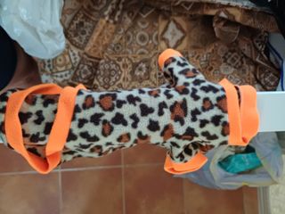 Kit completo para mascota pequeña yorkshire