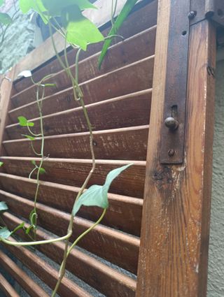 2 Puertas mallorquinas antiguas madera maciza.