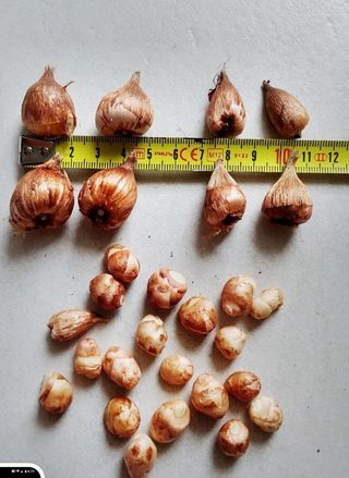 Bulbi di Fresia