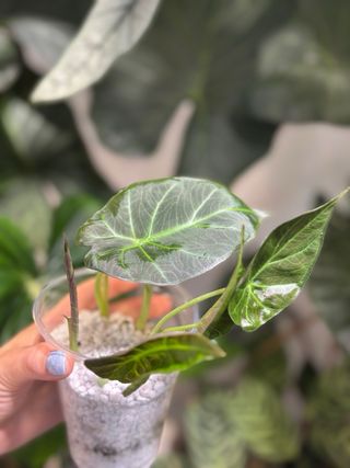 Alocasia Regal Shield