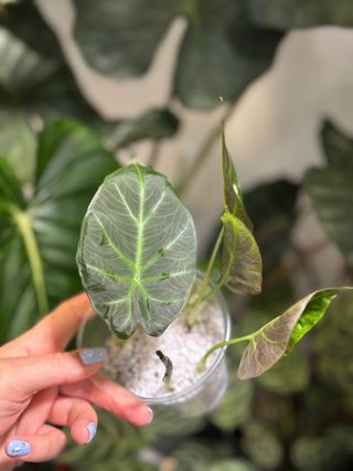 Alocasia Regal Shield