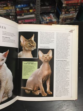 El gran libro de los gatos de raza/ Big Book of...