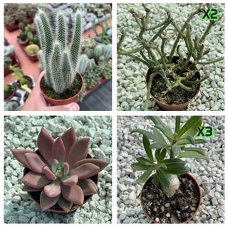 lote de plantas (Ana Maria )