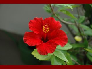 Hibisco rosso in vaso