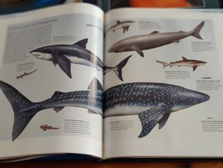 Enciclopedia de los animales.