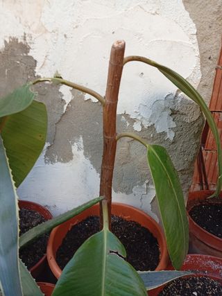 Planta de interior