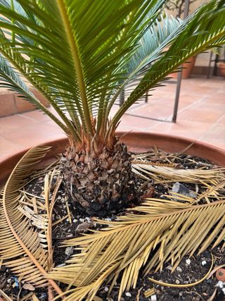 Planta Cica en Maceta