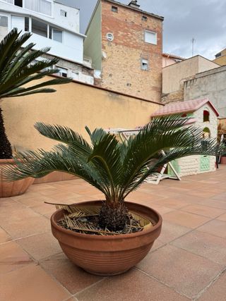 Planta Cica en Maceta