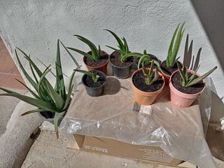 Plantas de Aloe Vera