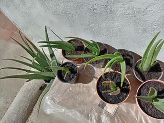 Plantas de Aloe Vera
