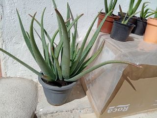 Plantas de Aloe Vera