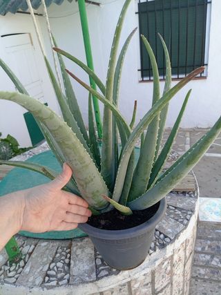 Plantas de Aloe Vera