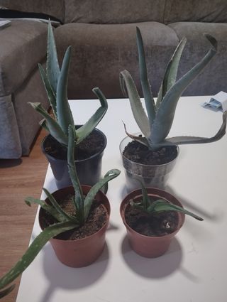 Plantas de Aloe Vera