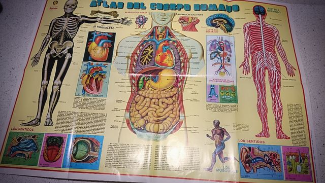 8 Láminas Posters Cuerpo Humano, Zoología, botanic