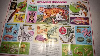 8 Láminas Posters Cuerpo Humano, Zoología, botanic