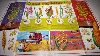 8 Láminas Posters Cuerpo Humano, Zoología, botanic