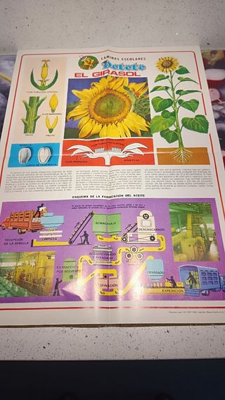 8 Láminas Posters Cuerpo Humano, Zoología, botanic