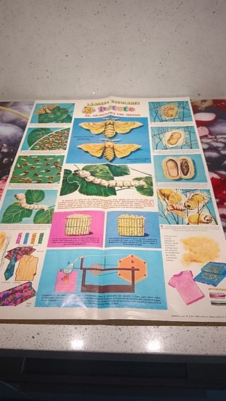 8 Láminas Posters Cuerpo Humano, Zoología, botanic