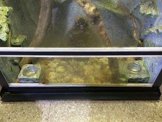 Terrario artesanal con ramas y decoración