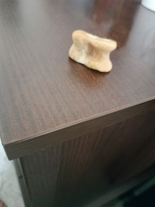 Hueso antiguo esto es astralago fósil entendedor