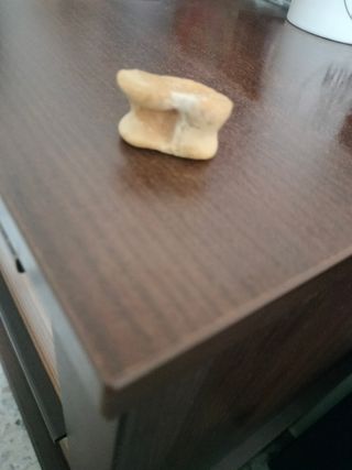 Hueso antiguo esto es astralago fósil entendedor