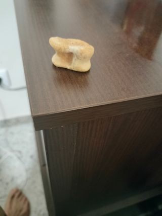 Hueso antiguo esto es astralago fósil entendedor