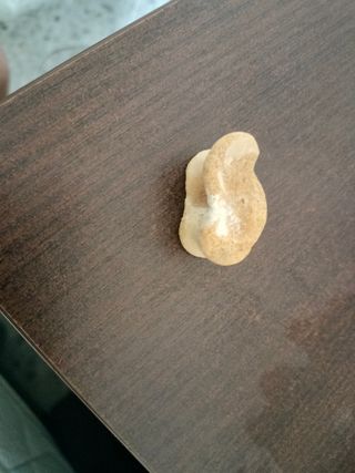 Hueso antiguo esto es astralago fósil entendedor