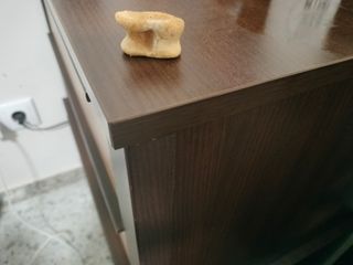 Hueso antiguo esto es astralago fósil entendedor