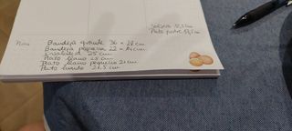 Vajilla Pontesa Vintage Porcelana Flores Rosas