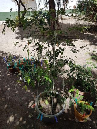 Maceta de terracota y plástico