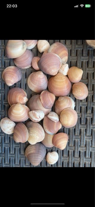 Conchiglie miste