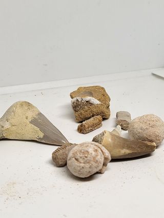 Lote Fósiles Marinos y Dientes Tiburón