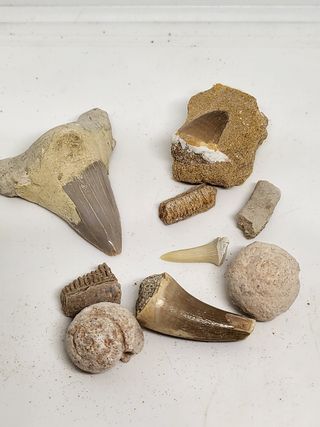 Lote Fósiles Marinos y Dientes Tiburón