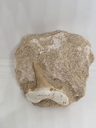 Fosil Megalodon en Roca ref33