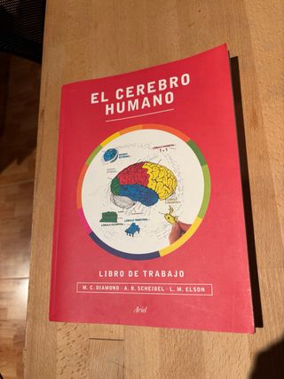 El cerebro humano
