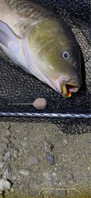 10 Bolsas PVA listas para pesca