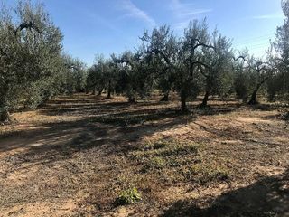 Terreno en venta en Bollullos de la Mitación
