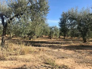 Terreno en venta en Bollullos de la Mitación
