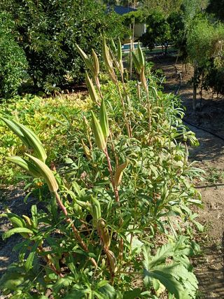 Semillas de Quimbombo / Okra