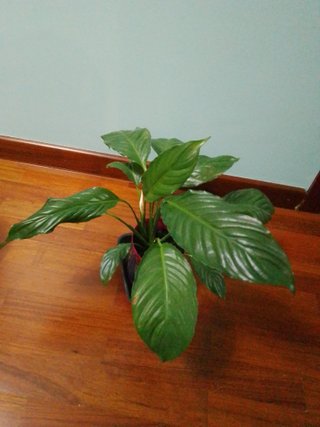 Lirio de la paz