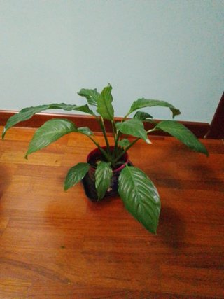Lirio de la paz