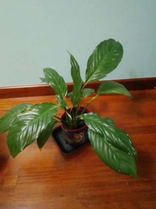 Lirio de la paz