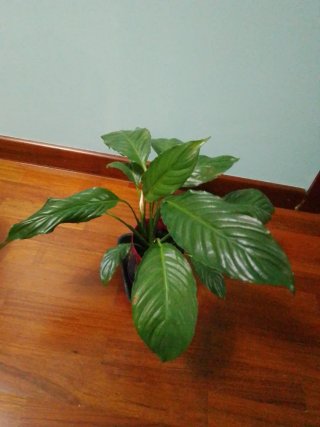 Lirio de la paz