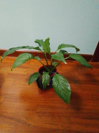 Lirio de la paz